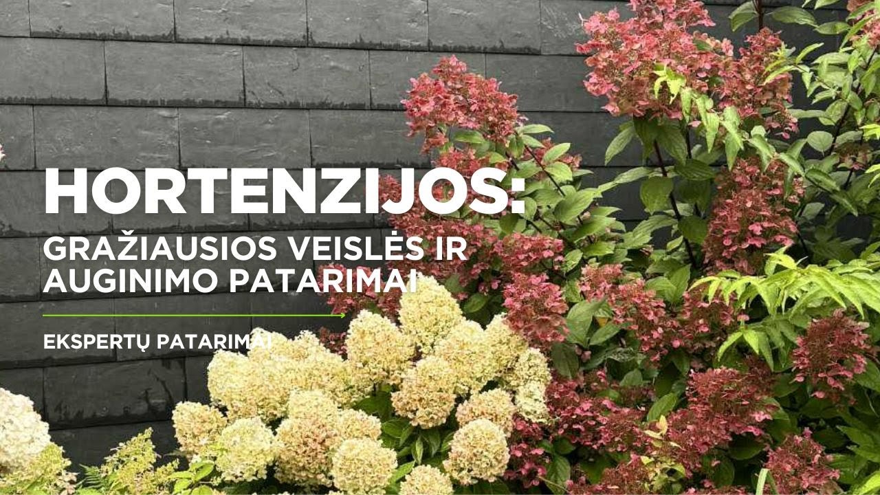 Hortenzijų auginimo paslaptys: veislės, priežiūra ir patarimai