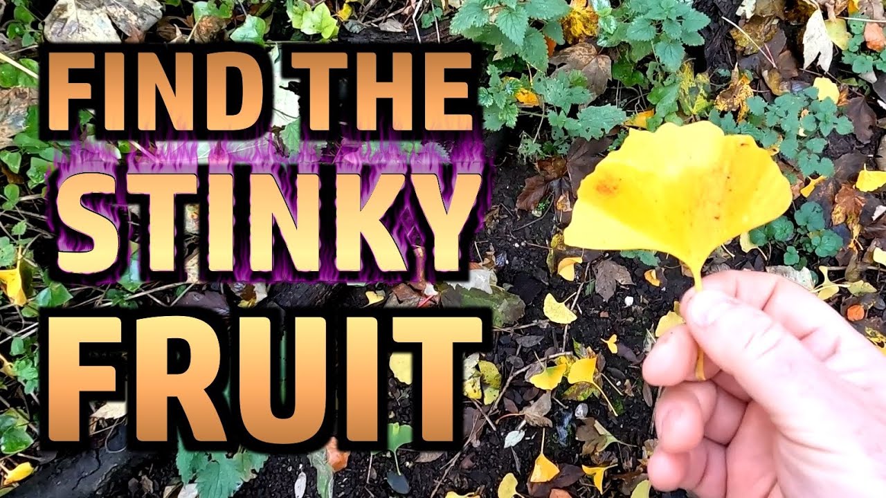 Random Stuff - Pizza, West Bay, Ginkgo, Comment Positivity, Garden Stuff