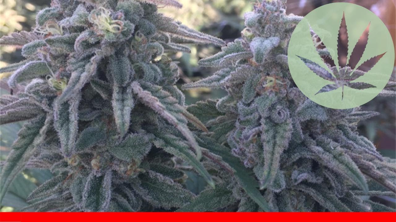 Berry White - All About This Strain