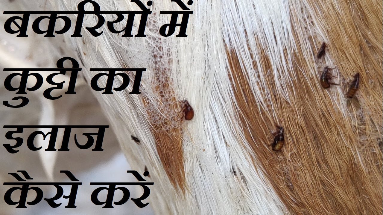 बकरियों में कुट्टी का इलाज कैसे करें Bakariyo me kutti ka ilaj kaise kare