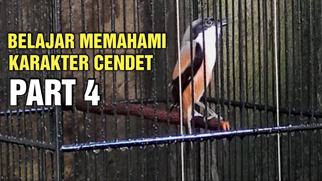 BELAJAR MEMAHAMI!! Karakter Burung Cendet || PART 4 Tipe Panas Atau Dingin