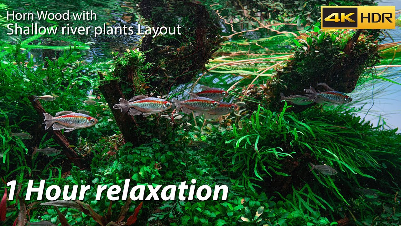 [4K HDR] 1 hour relaxation 120 P 724Days after planting