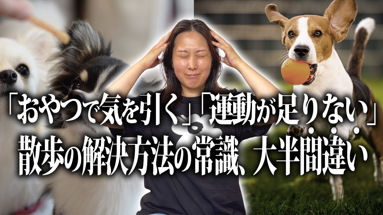 実は大半が間違い！お散歩の新常識を全公開します
