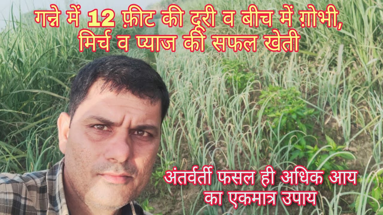 गन्ने में 12 फुट की दूरी व बीच में गोभी, मिर्च व प्याज की सफल खेती || 3 Intercrop in Sugarcane 🌱🌾🌻🏵️