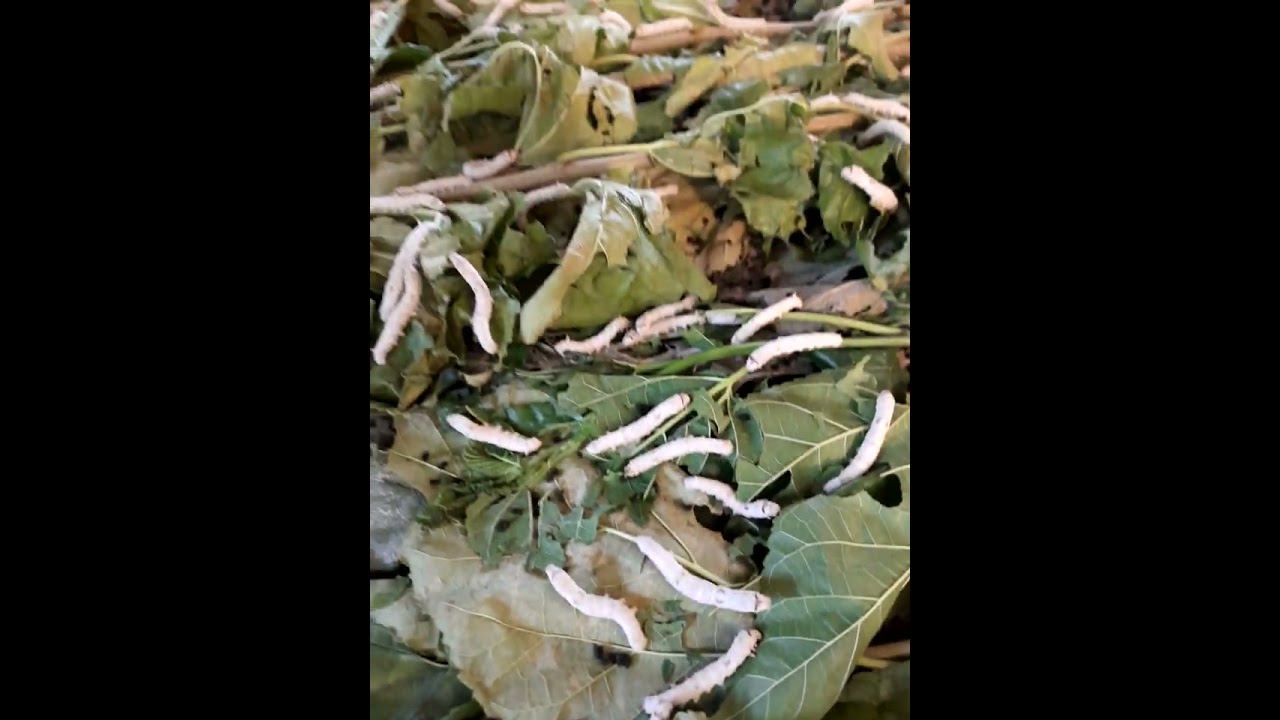 Silk production from silkworm | life cycle of silkworm 