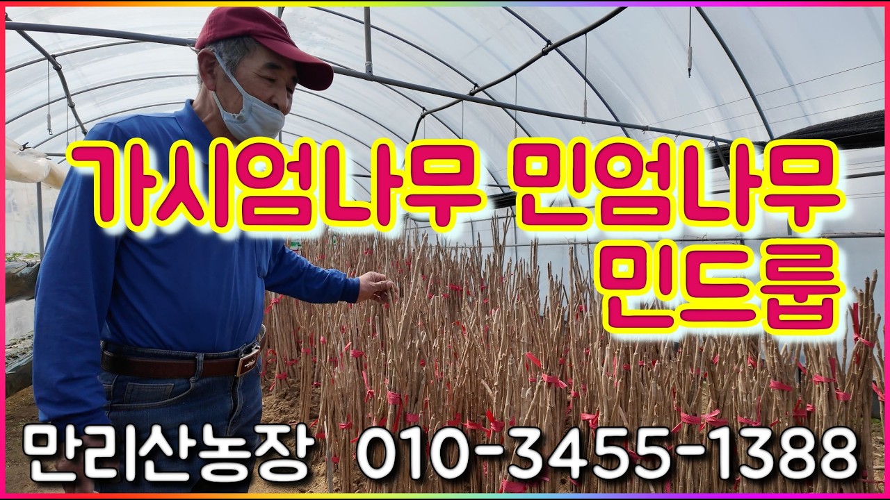 260307 만리산농원 가시엄나무 민엄나무 민두릅  봄나물묘목 엄나무묘목 음나무묘목 드릅묘목