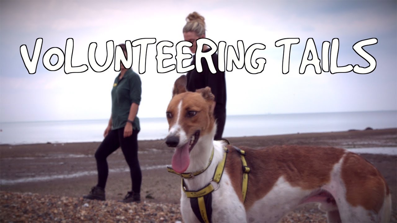 Volunteering Tails: What it's like to volunteer at Dogs Trust