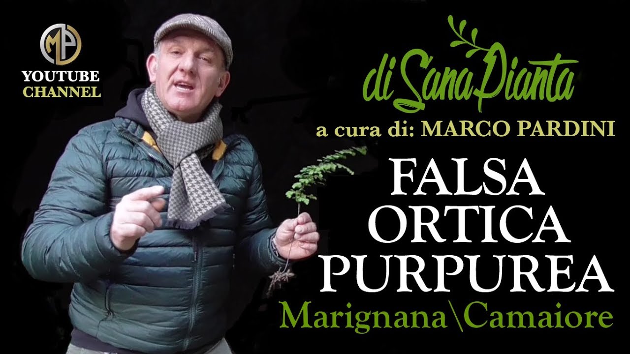 FALSA ORTICA PURPUREA