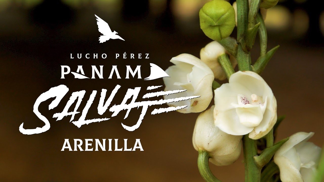 Panamá Salvaje Arenilla