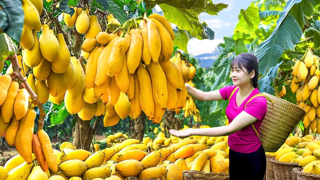 Harvesting giant papayas for sale - Cooking whole fish | Selling Out Fast at the Village Market