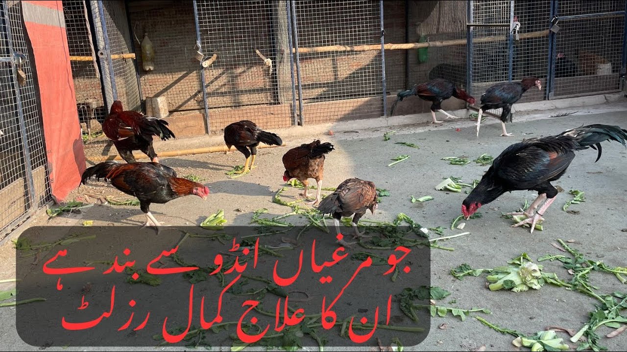 انڈوں سے بند مرغیوں کا علاج کمال رزلٹ انڈوں کی لائن لگا دے گی 