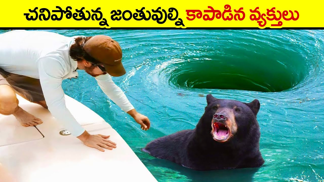🔵 మనుషుల సహాయం అడిగిన జంతువులు | Animals That Asked People for Help | interesting facts in telugu