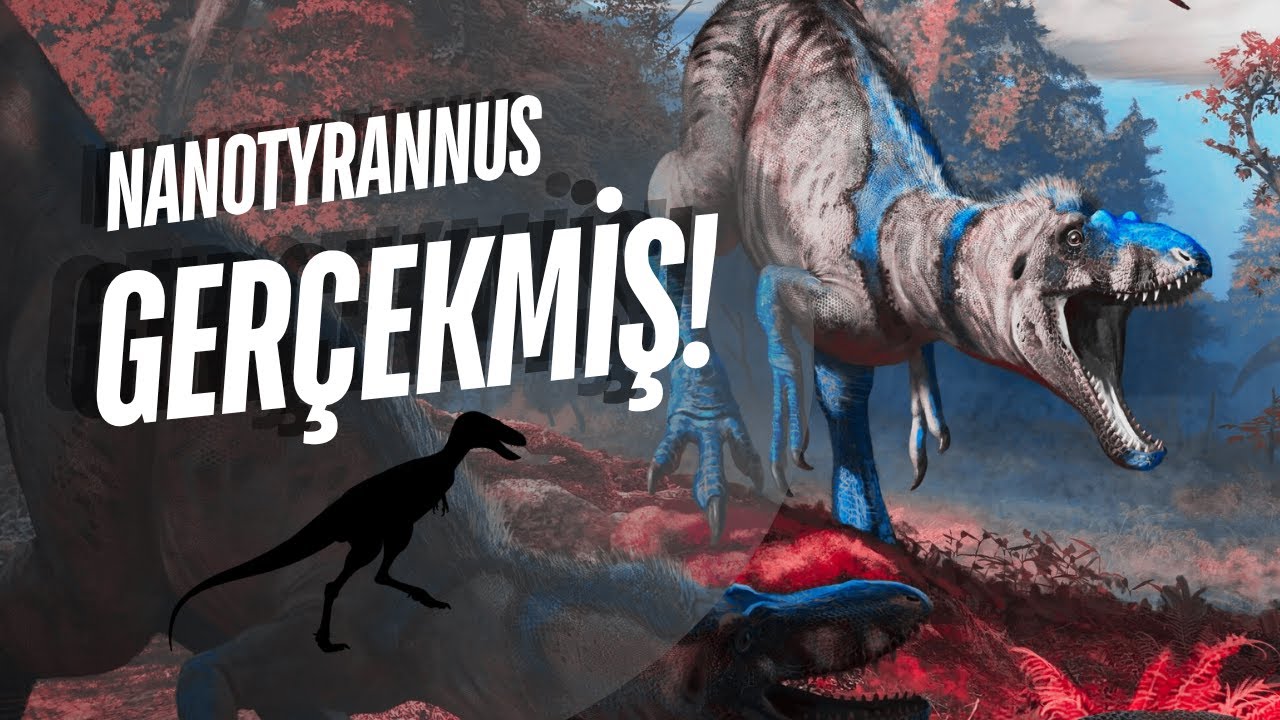 Nanotyrannus Gerçekmiş! Hepimiz Yanıldık!