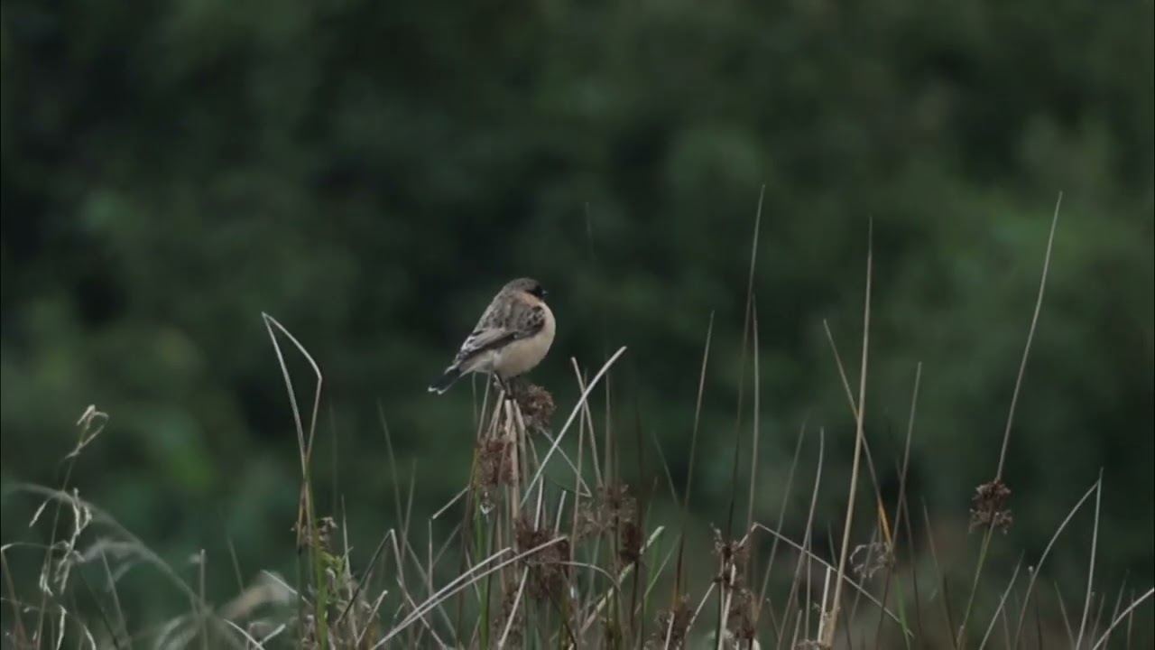 Vitgumpad Buskskvätta, Siberian Stonechat, Saxicola Maurus