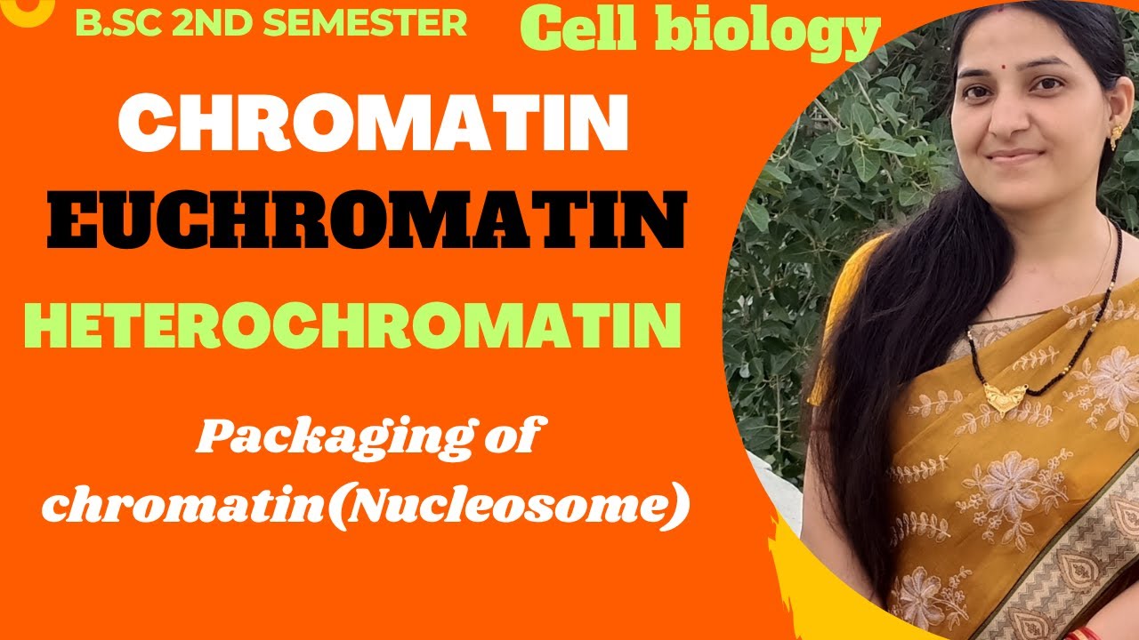 Chromatin||Euchromatin||Heterochromatin||Packaging of Chromatin||Nucleosome Model||B.Sc 1st year