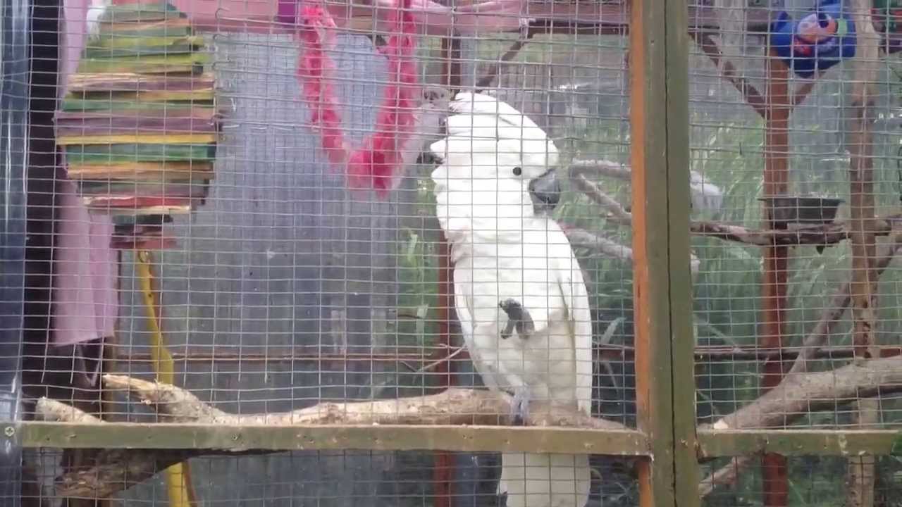 Hello, Friday | Rescue Cockatoos at the Island Parrot Sanctuary in Scotland