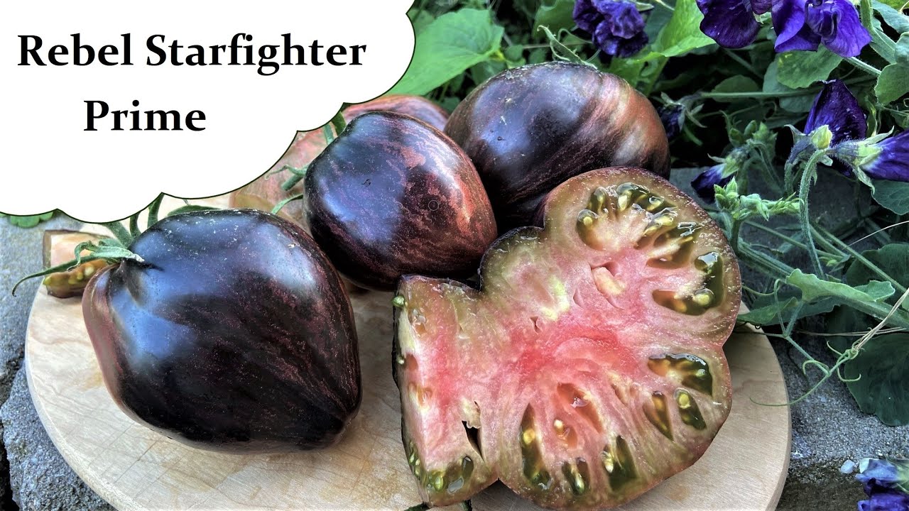 Rebel Starfighter Prime - Unfassbar schöne & gute Fleischtomate aus den USA