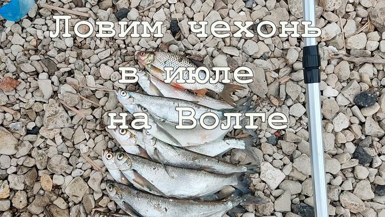 Ловим чехонь в июле на Волге