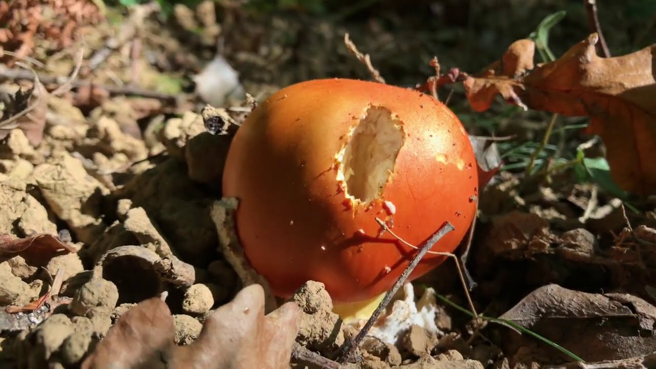 AMANITA CESÁREA CRECIENDO.13 de Septiembre 2020