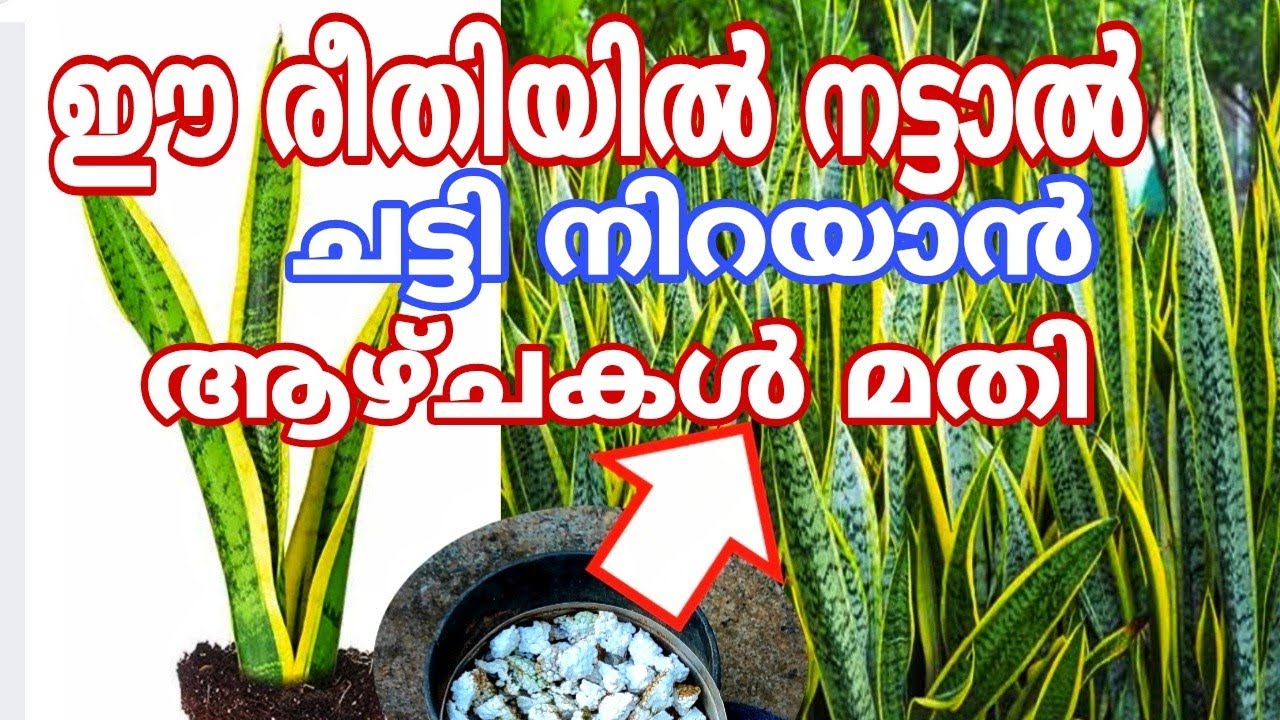 തെർമോകോൾ ഉണ്ടോ? വളർച്ച കണ്ടാൽ ഞെട്ടിപ്പോകും  Snake plant propagation