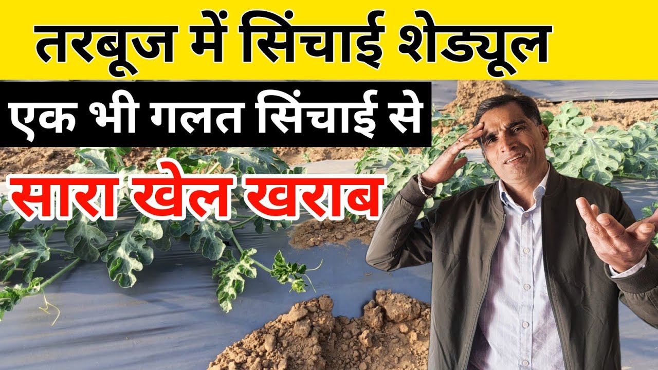 तरबूज में सिंचाई शेड्यूल | 🍉 Tarbooj Ki Kheti | Watermelon farming |