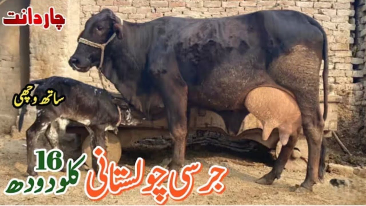 چولستانی جرسی کراس گائے سیل آن پاکستان یوٹیوب 03051845466..===.=5.2.2026