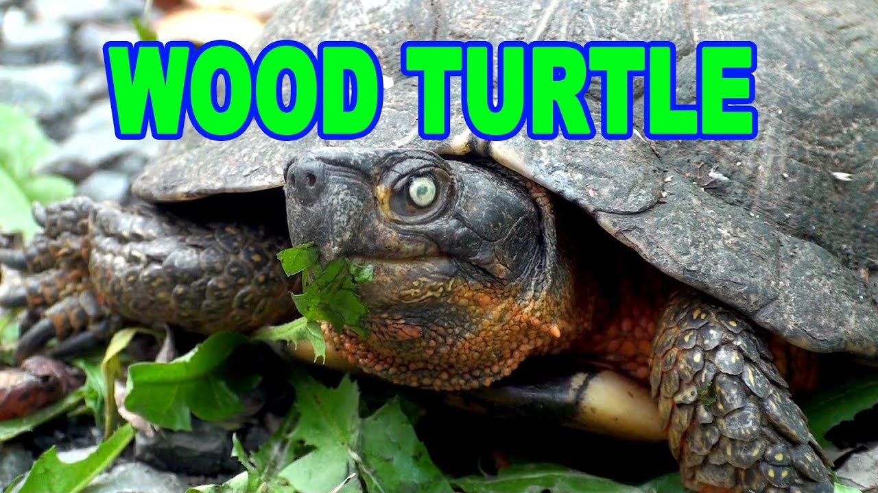 Wood Turtle - HD Mini-Documentary