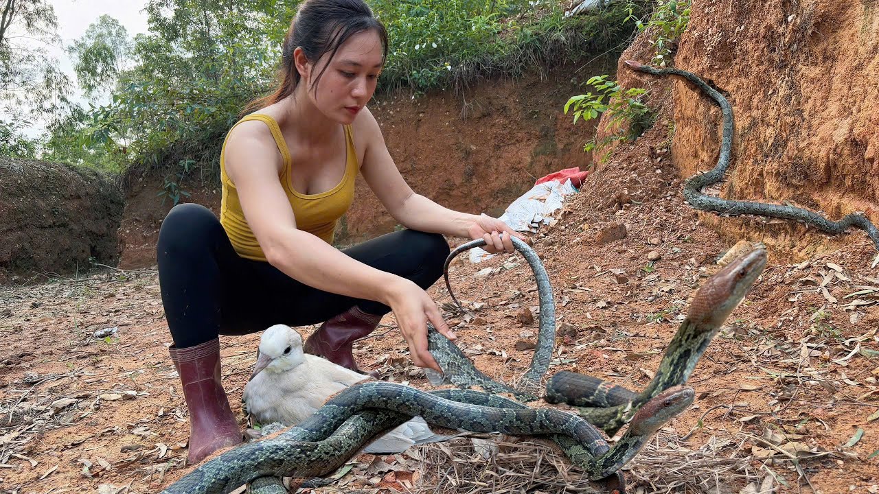 The Lonely Life of a Girl, Catching small Fish to eat and Releasing Snakes back to the Mountain