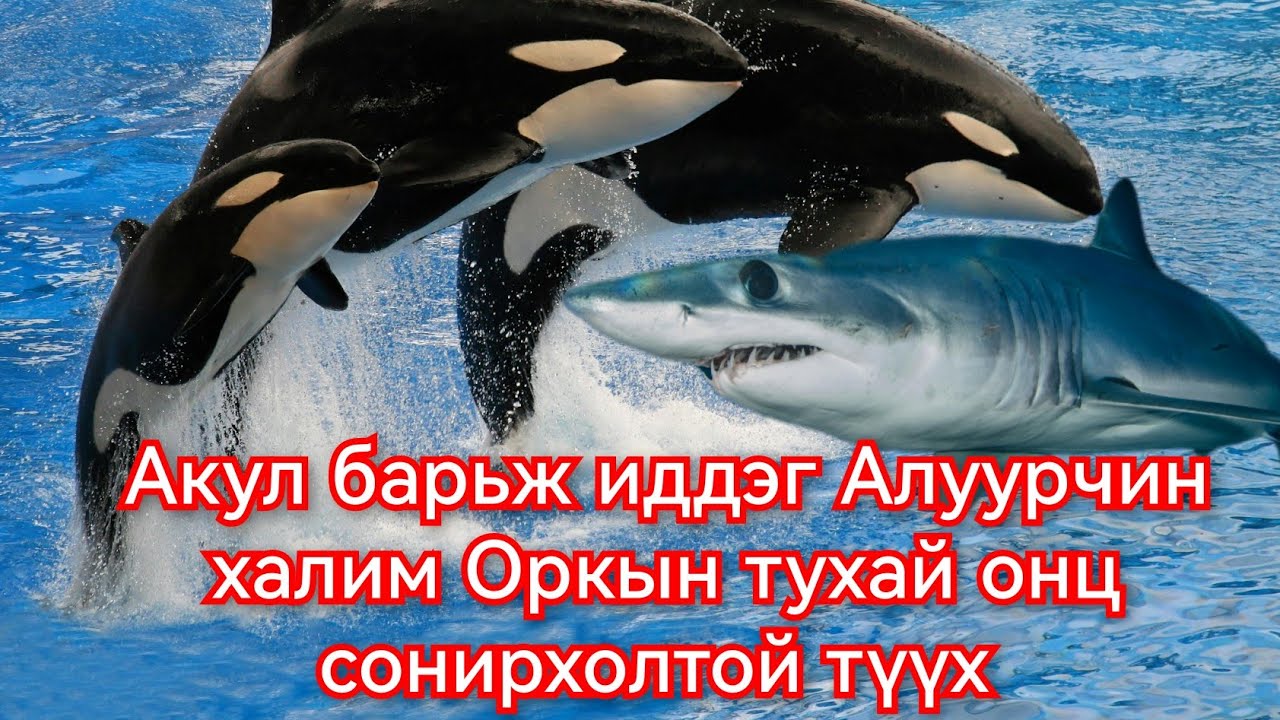 Орка буюу Алуурчин Халимны түүх. Гоё Түүхүүд Goy tuuhuud mongol heleer kino duu 2024 barimtat