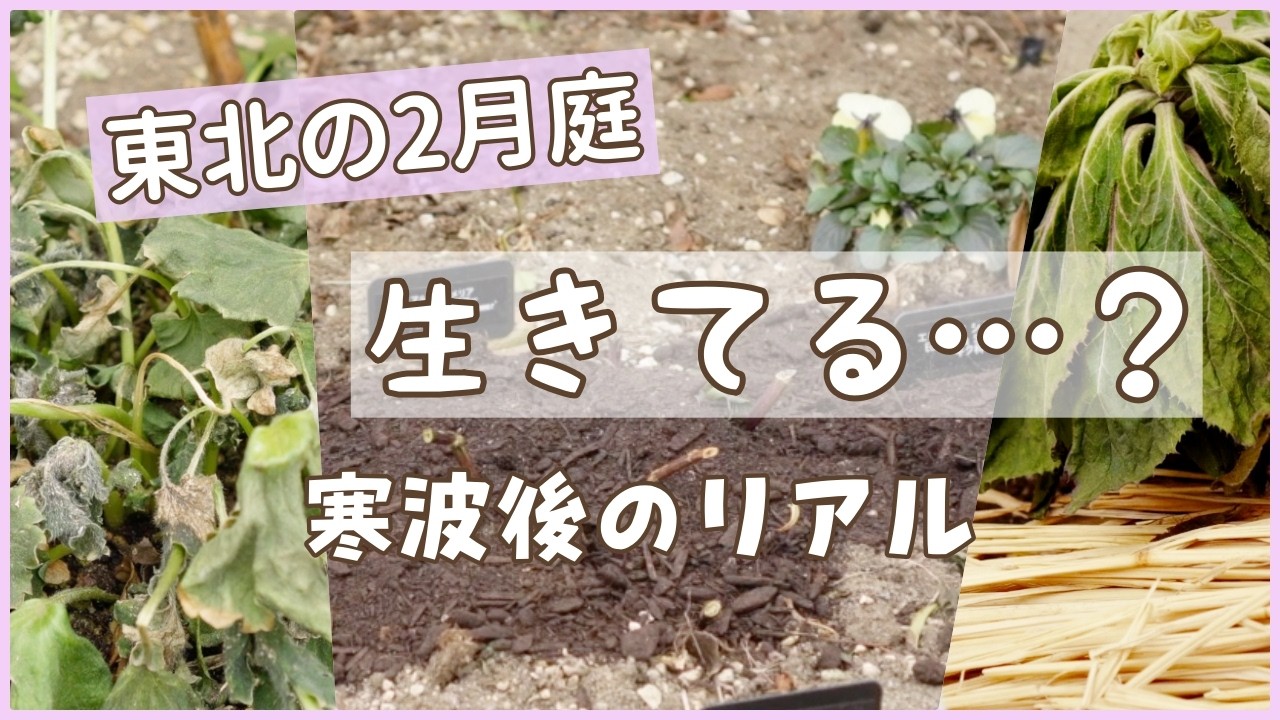 【2月の庭】宿根草メイン花壇のリアルな今｜冬越しの記録