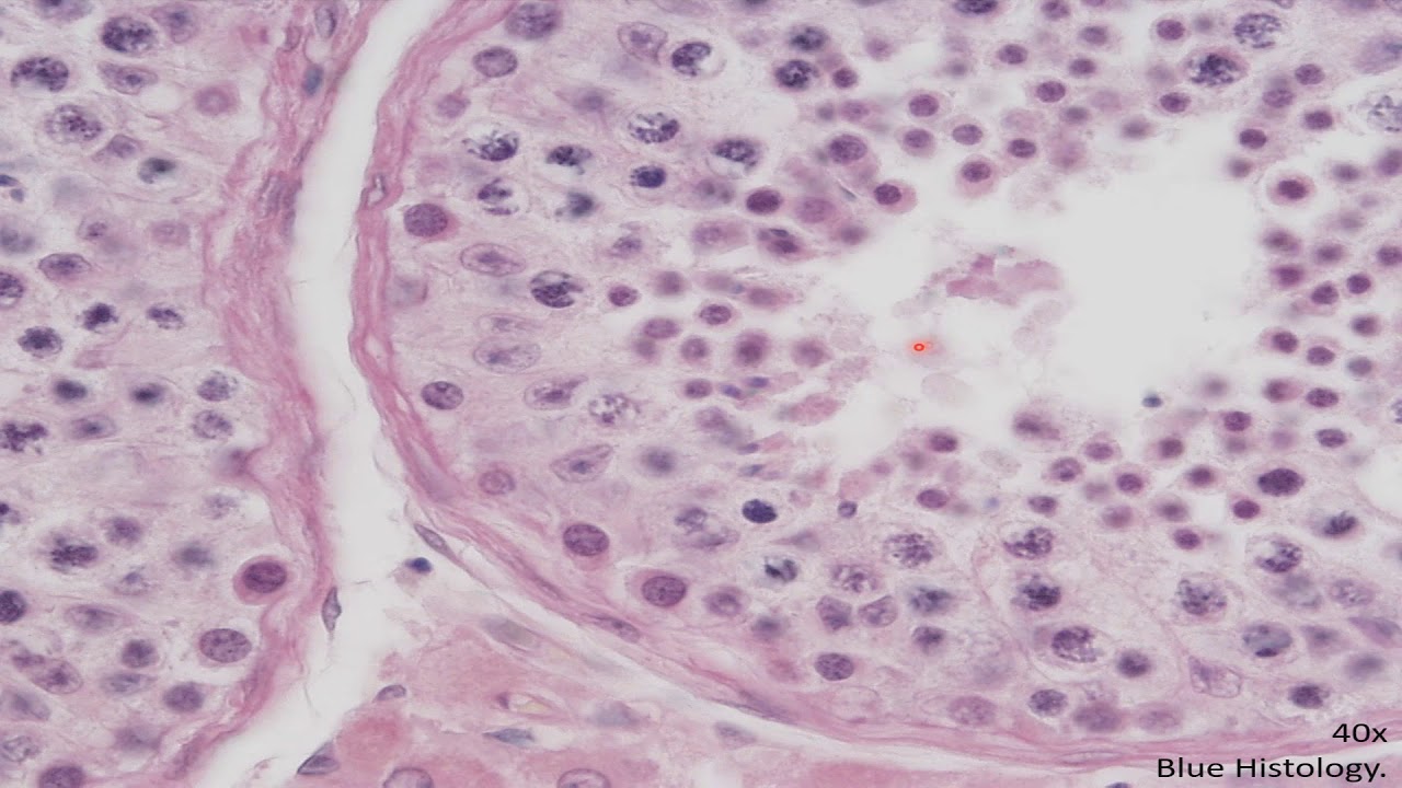 Histología del sistema reproductor masculino CAPÍTULO 18