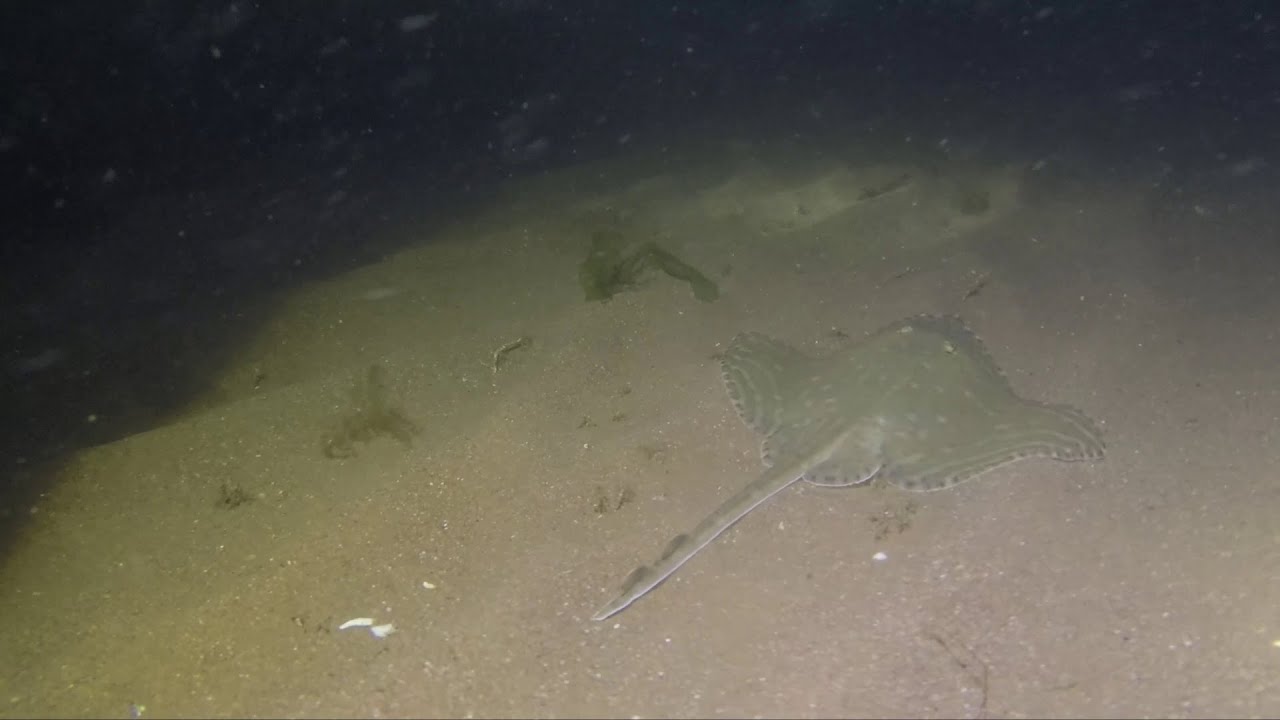 Teignmouth Pier night dive - Aug 21