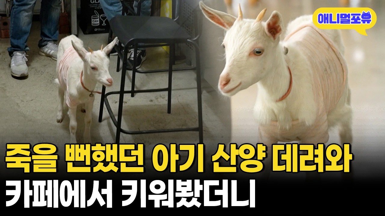 어미한테 버림받고 죽을 뻔한 아기 산양, 카페 알바생 되다?ㅣKBS 류수영의 동물티비 210704 방송