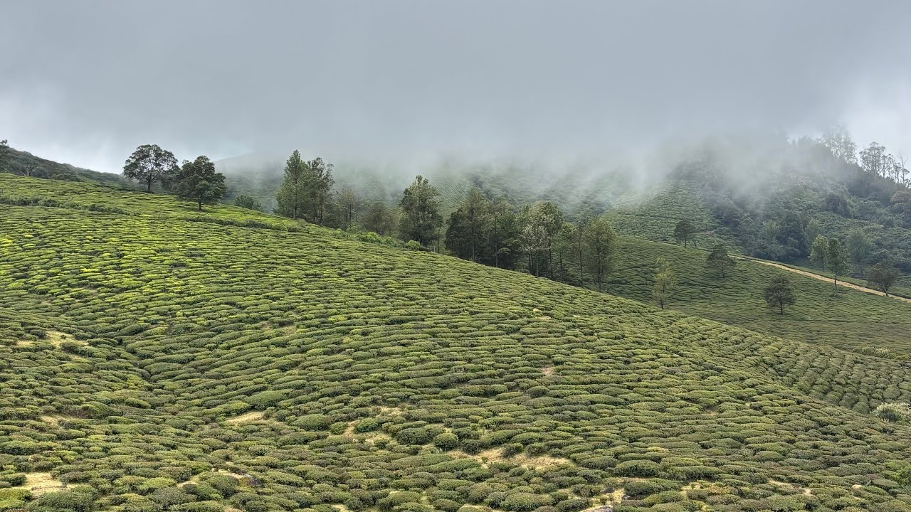 Vlog 13: Day 2 in Ooty | Pine forest | Ooty Boat House | Hot Chocolate 