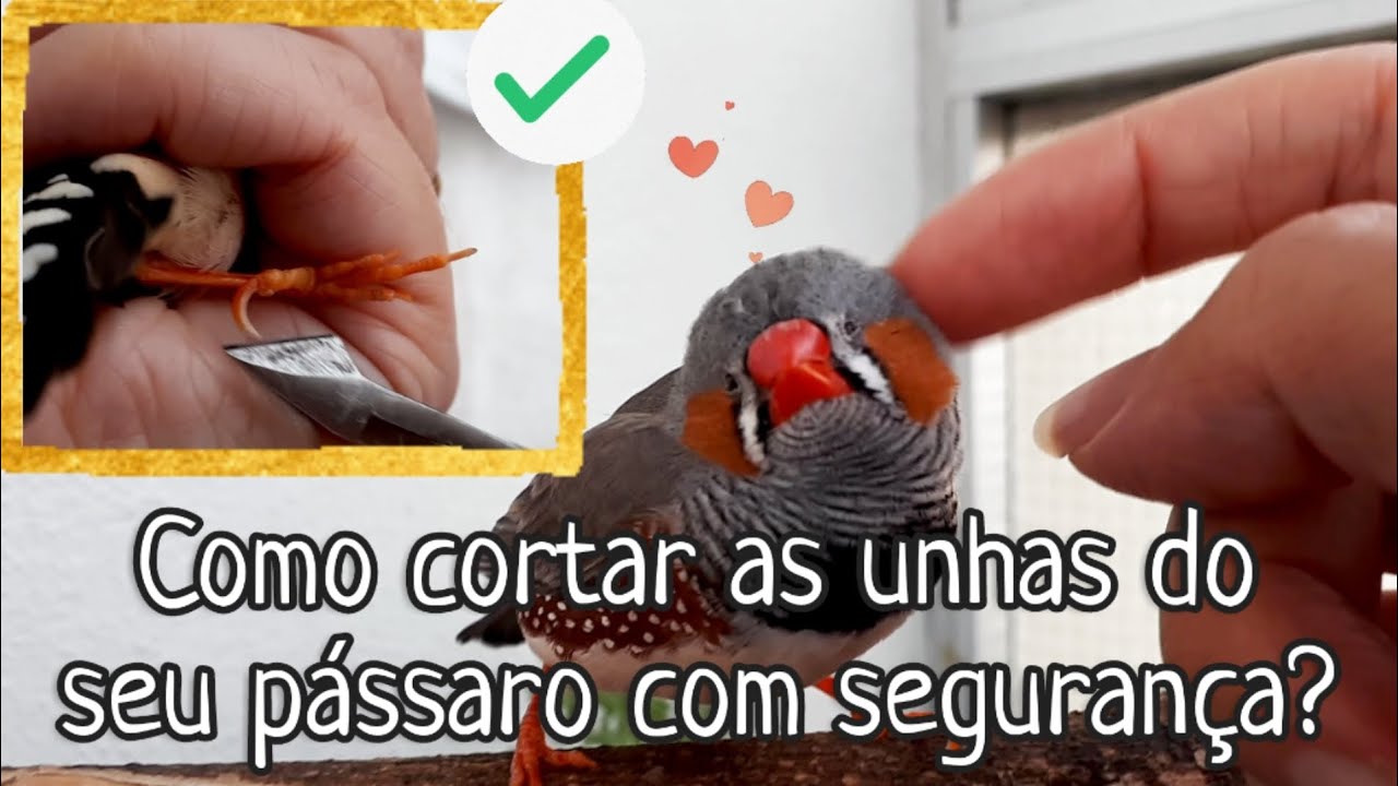 Como cortar as unhas do seu pássaro com segurança?