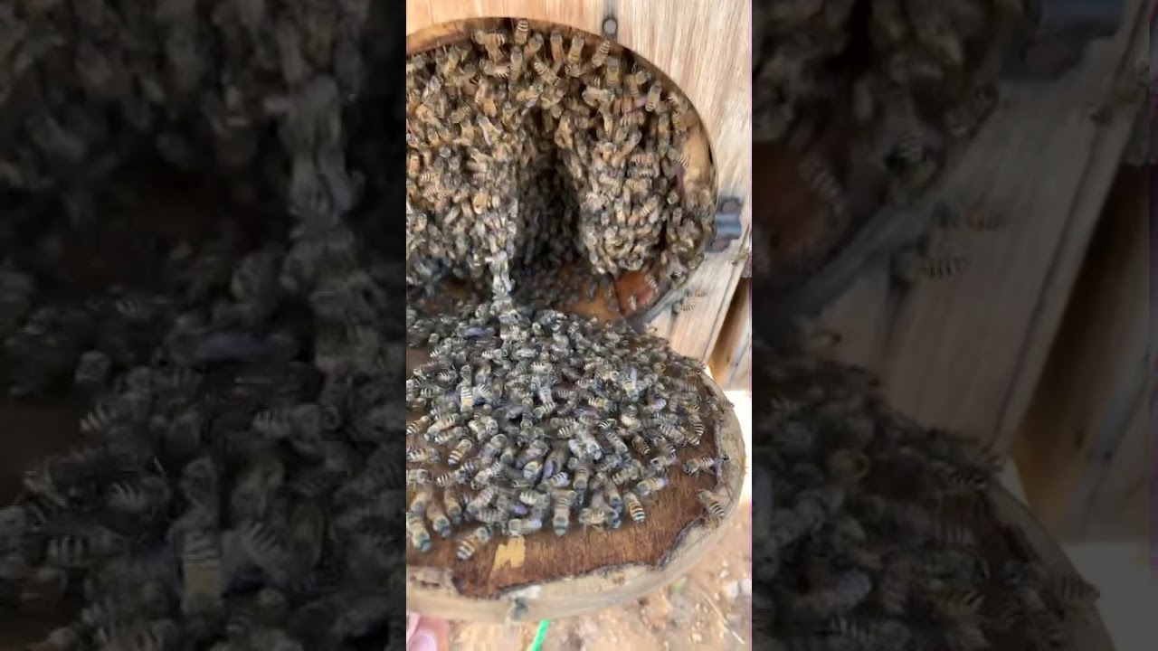 نقل النحل من الخلايا التقليدية الأعواد إلى الخلايا الحديثة الجربوع للعسل البري