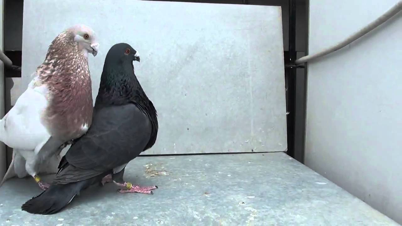 NEGRA Y ROSAO HACHAZO.mp4