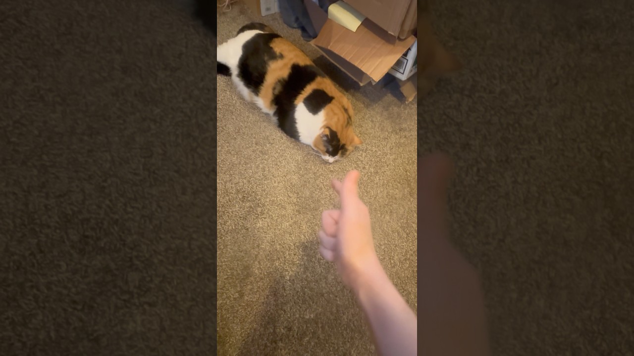 How a cat solves problems 🤣