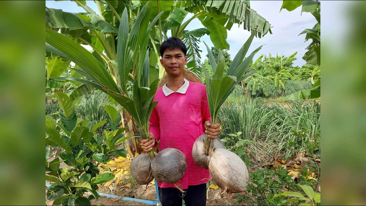 วิธีปลูกมะพร้าว กะทิ ให้โตเร็วทันใจ สูตรนี้ปีเดียว สูงท่วมหัว ปลูกมะพร้าว EP.3
