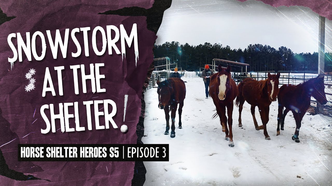 Horse Shelter Heroes S5E3 - Snowstorm at the Shelter!