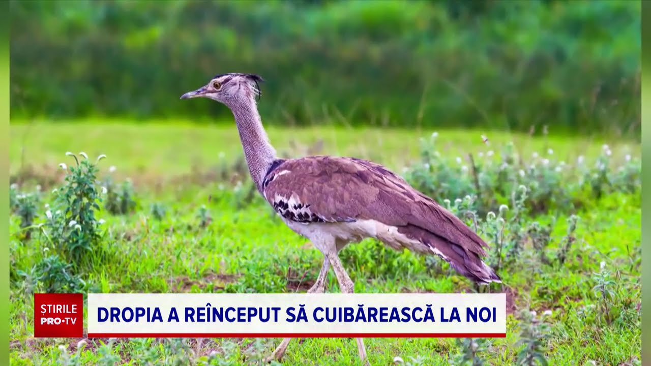 Reapar specii dispărute la noi în țară. Dropia s-a restabilit în vestul țării