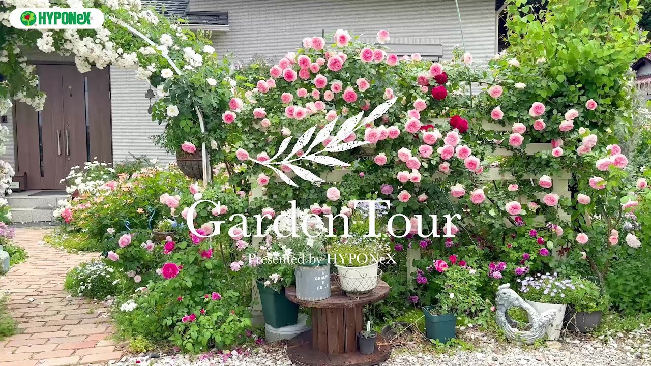 🕊Garden Tour🕊101：木立のバラやオールドローズなど大好きなものばかり詰め込んだ、バラやお花の色合せにこだわったお庭