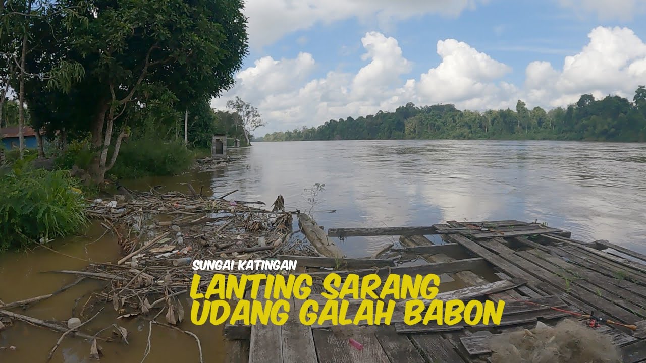 udang galah babon di bawah lanting sungai katingan