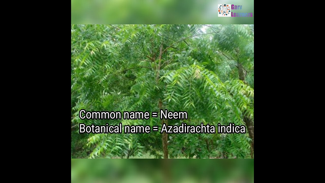 Botanical name of neem plant