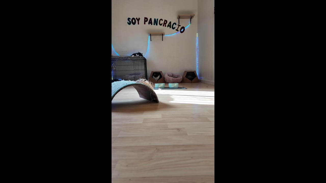 Mis gatos live 🐈🐾