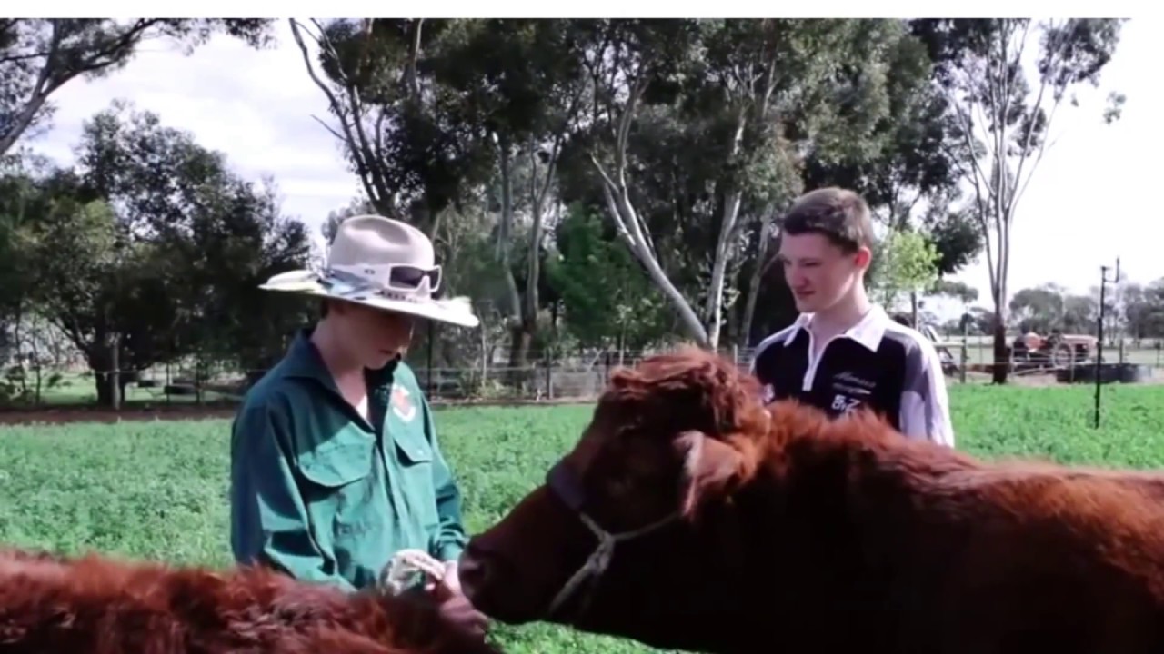 Nice Cows, Want Some Weed?