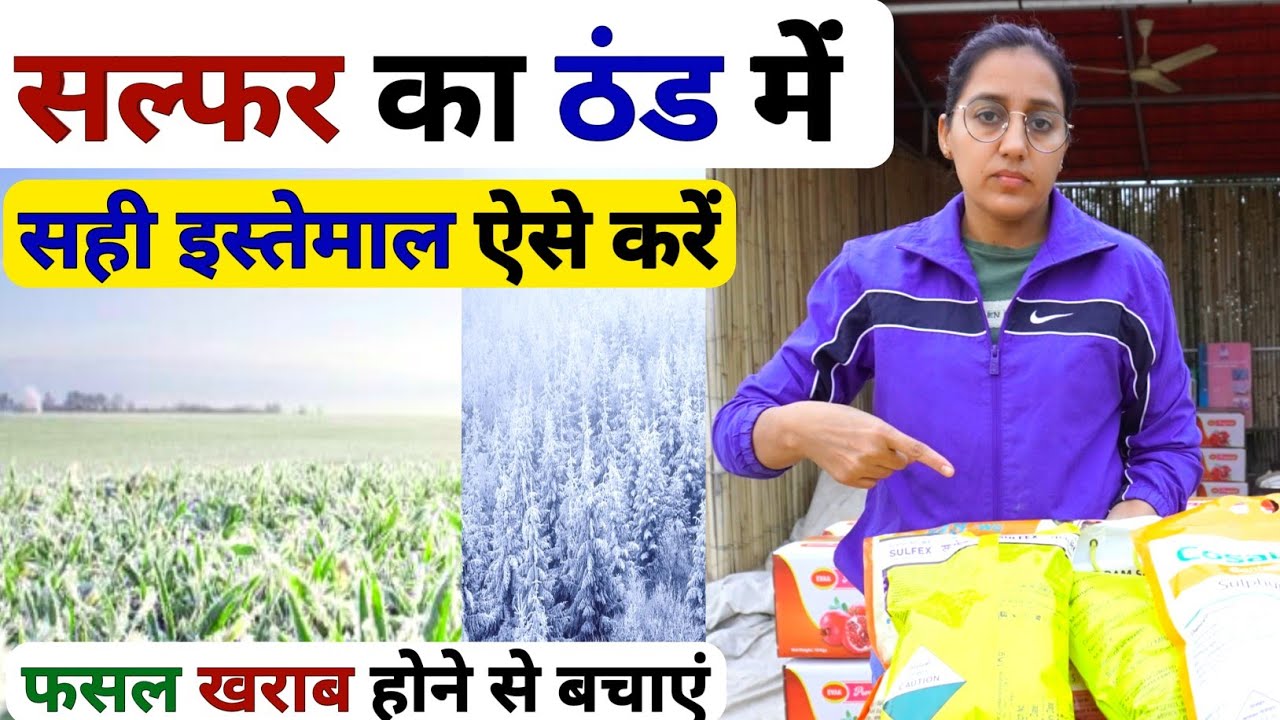 खेती में Sulphur का सही इस्तेमाल | sulphur fertilizer |sulphur fertilizer uses | crop care in winter