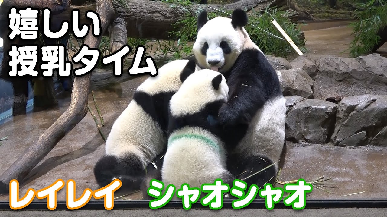 W授乳！シャオシャオとレイレイの朝のお食事　必死にママに食らいつく （2022/6/25）　Giant Panda Xiao Xiao & Lei Lei, Shin Shin