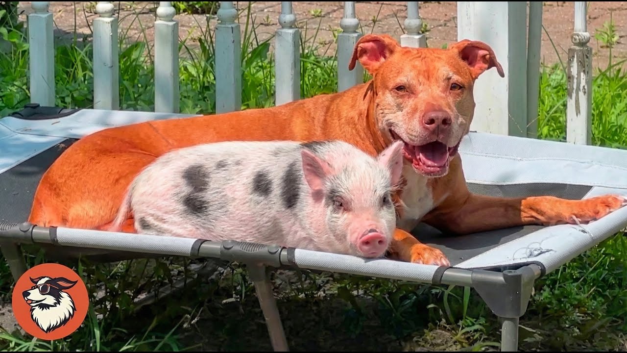 Baby Pig Follows Pit Bull Everywhere and Copies His Bark
