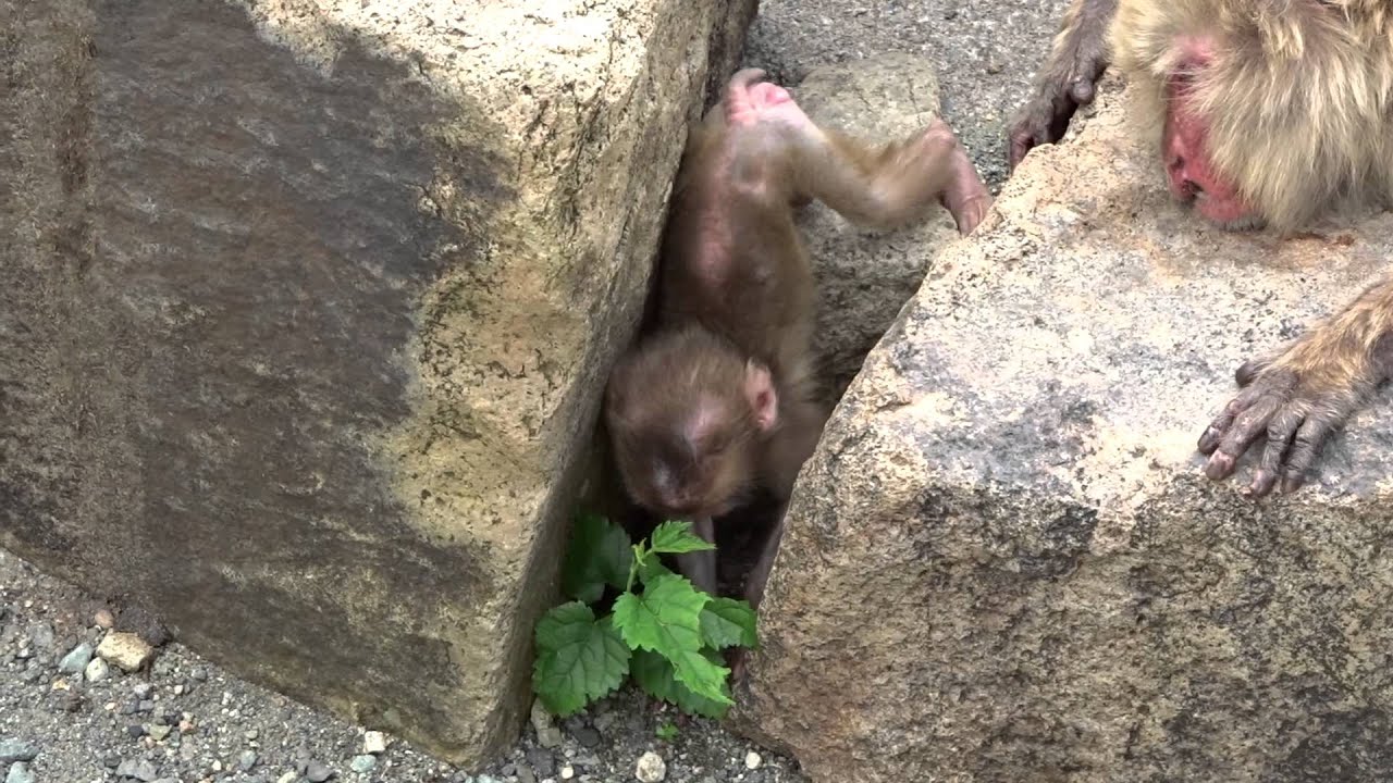 波勝崎苑の子猿296